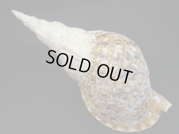 画像2: 法螺貝　33ｃｍ　350ｇ (2)