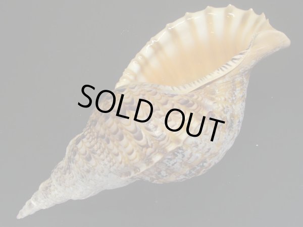 画像3: 法螺貝　33ｃｍ　350ｇ (3)