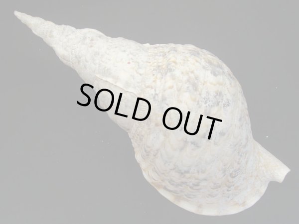 画像2: 法螺貝　33ｃｍ　635ｇ (2)