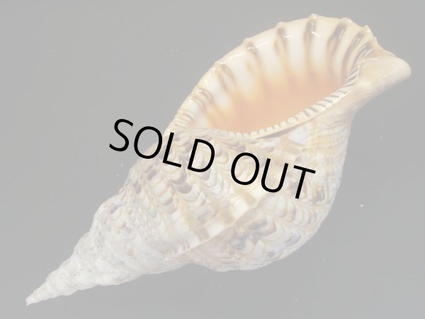 画像3: 法螺貝　33ｃｍ　635ｇ (3)