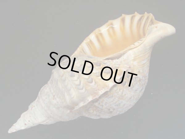 画像3: 法螺貝　34ｃｍ　575ｇ (3)