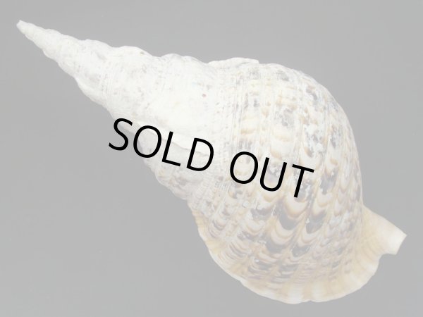 画像2: 法螺貝　33.5ｃｍ　550ｇ (2)