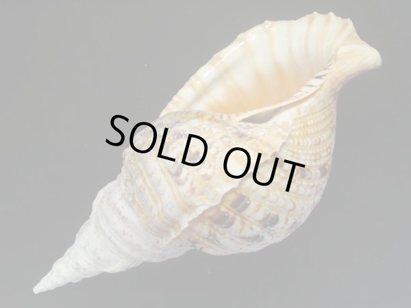 画像3: 法螺貝　33.5ｃｍ　550ｇ (3)