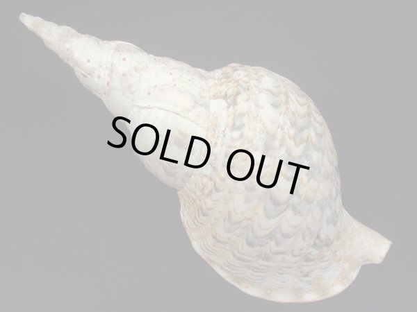 画像2: 法螺貝　33ｃｍ　550ｇ (2)