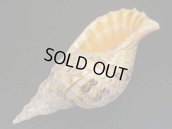 画像3: 法螺貝　33ｃｍ　550ｇ (3)