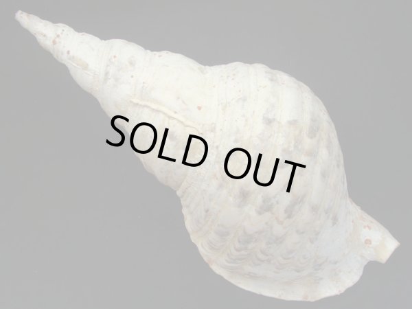 画像2: 法螺貝　33.5ｃｍ　560ｇ (2)