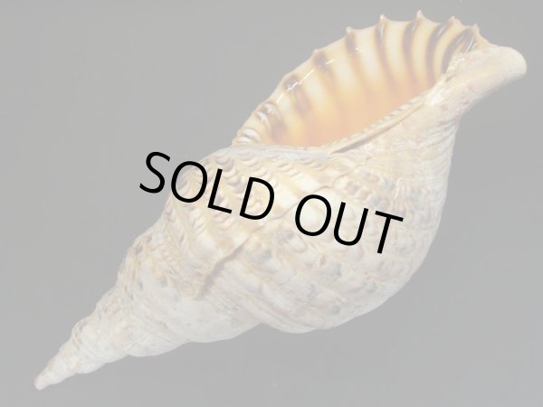 画像3: 法螺貝　33.5ｃｍ　560ｇ (3)