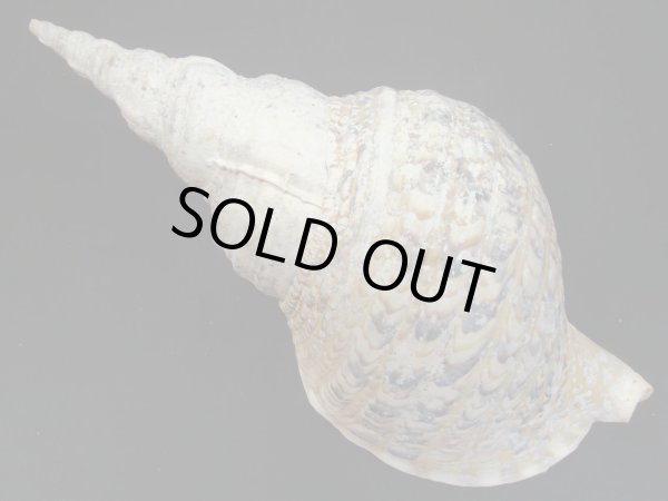 画像2: 法螺貝　33.5ｃｍ　675ｇ (2)