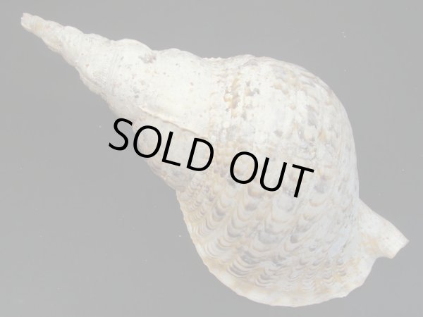 画像2: 法螺貝　34ｃｍ　520ｇ (2)