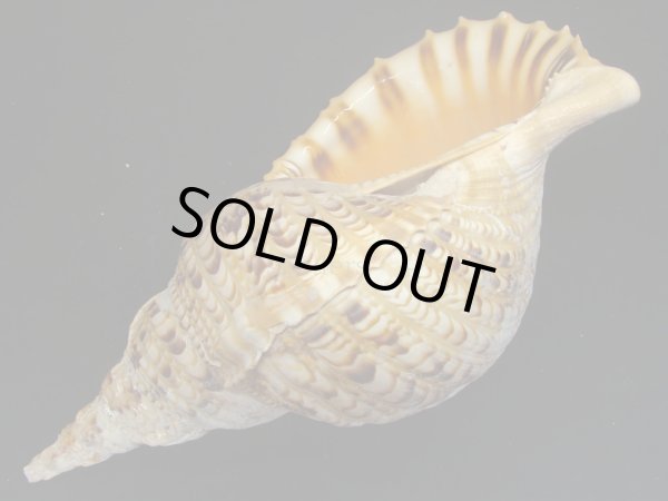 画像3: 法螺貝　34ｃｍ　520ｇ (3)