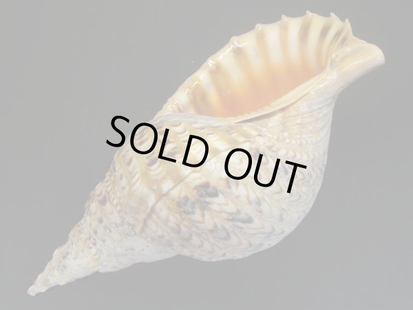 画像3: 法螺貝　33ｃｍ　600ｇ (3)