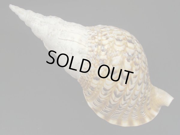 画像2: 法螺貝　34ｃｍ　530ｇ (2)