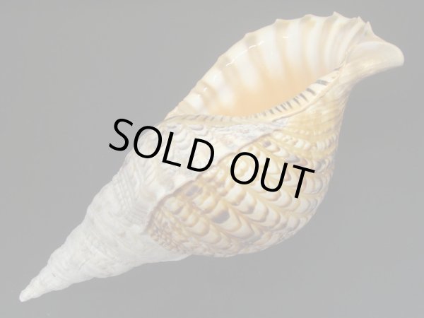 画像3: 法螺貝　34ｃｍ　530ｇ (3)