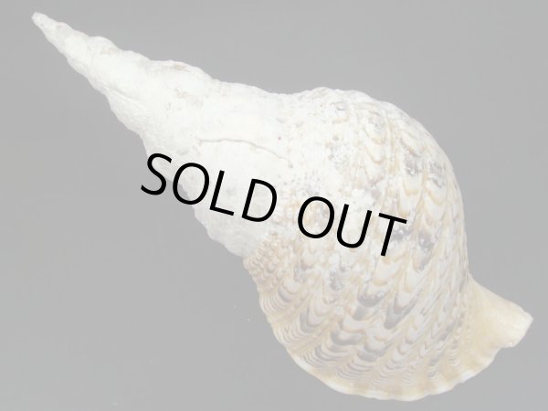 画像2: 法螺貝　34.5ｃｍ　655ｇ (2)