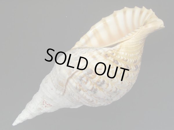 画像3: 法螺貝　34.5ｃｍ　655ｇ (3)