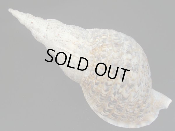 画像2: 法螺貝　34ｃｍ　520ｇ (2)