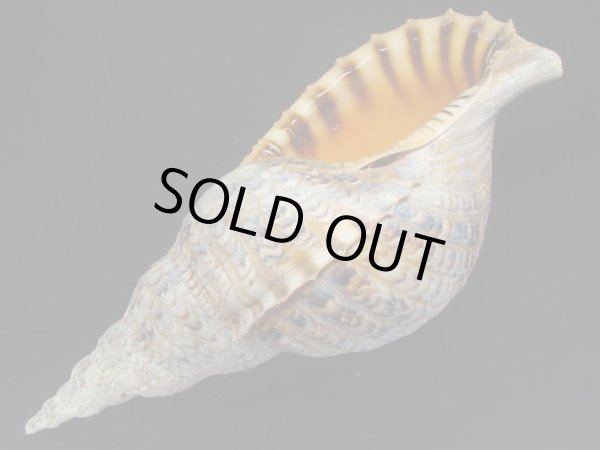 画像3: 法螺貝　34ｃｍ　520ｇ (3)