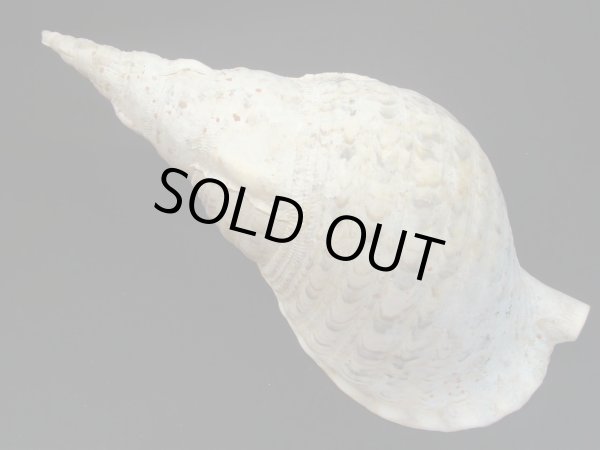 画像2: 法螺貝　33.5ｃｍ　575ｇ (2)