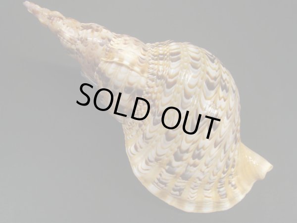 画像2: 法螺貝　31ｃｍ　575ｇ (2)