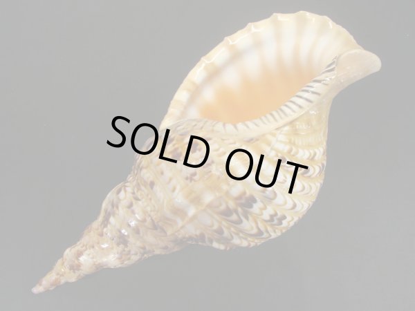 画像3: 法螺貝　31ｃｍ　575ｇ (3)