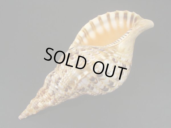 画像3: 法螺貝　30ｃｍ　400ｇ (3)