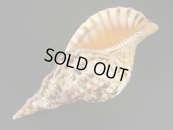 画像3: 法螺貝　30.5ｃｍ　510ｇ (3)