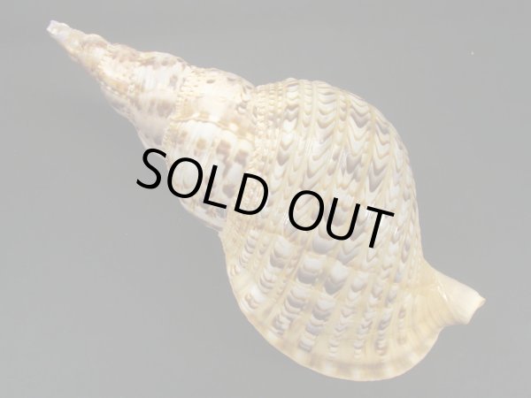 画像2: 法螺貝　33.5ｃｍ　630ｇ (2)