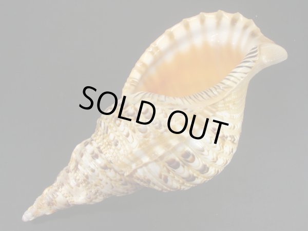 画像3: 法螺貝　33.5ｃｍ　630ｇ (3)