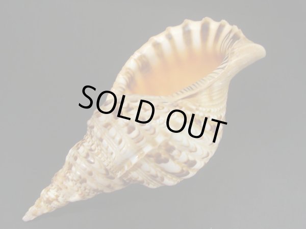 画像3: 法螺貝　32ｃｍ　540ｇ (3)