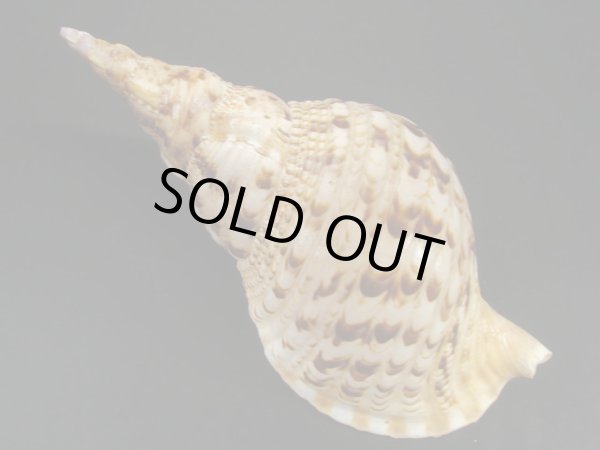 画像2: 法螺貝　31ｃｍ　475ｇ (2)