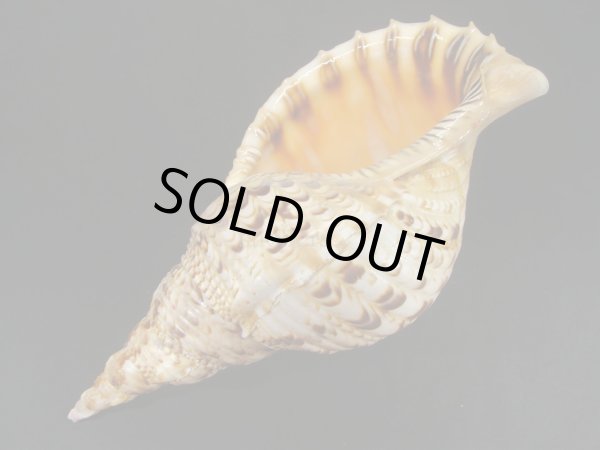 画像3: 法螺貝　31ｃｍ　475ｇ (3)