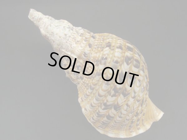 画像2: 法螺貝 30.5cm 630g 半洗い (2)