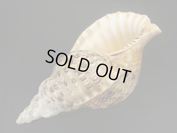 画像3: 法螺貝 30.5cm 630g 半洗い (3)