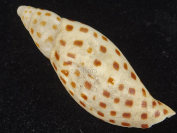 画像2: カノコリュウグウボラ (2)