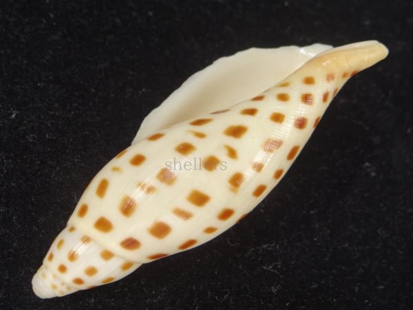 画像3: カノコリュウグウボラ (3)