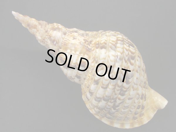 画像2: 法螺貝　28.5ｃｍ　405ｇ (2)