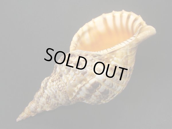 画像3: 法螺貝　28.5ｃｍ　405ｇ (3)