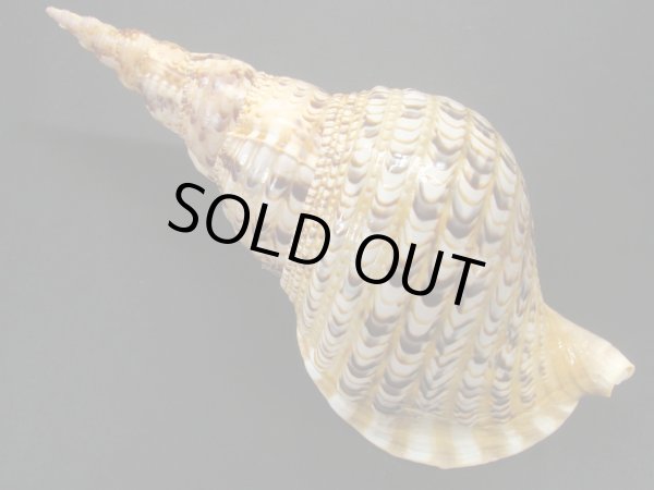 画像2: 法螺貝　31.5ｃｍ　400ｇ (2)