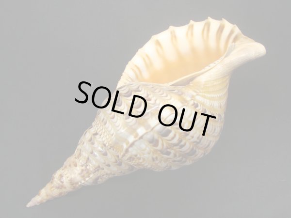 画像3: 法螺貝　31.5ｃｍ　400ｇ (3)