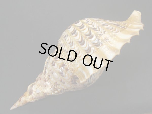画像4: 法螺貝　31.5ｃｍ　400ｇ (4)