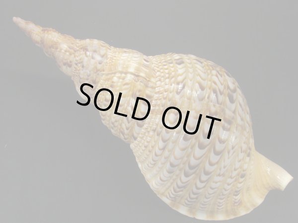 画像2: 法螺貝　35ｃｍ　500ｇ (2)