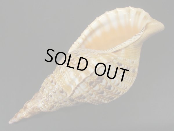 画像3: 法螺貝　35ｃｍ　500ｇ (3)