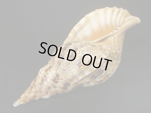 画像3: 法螺貝　35.5ｃｍ　610ｇ (3)