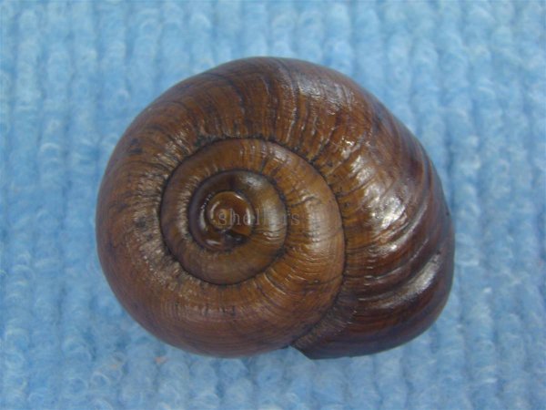 画像2: パリファンタの仲間(Paryphanta lignaria unicolorata) (2)