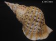 画像2: 法螺貝　約1,345ｇ　41ｃｍ　特大　特老成　半洗い (2)