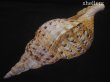 画像3: 法螺貝　約1,345ｇ　41ｃｍ　特大　特老成　半洗い (3)