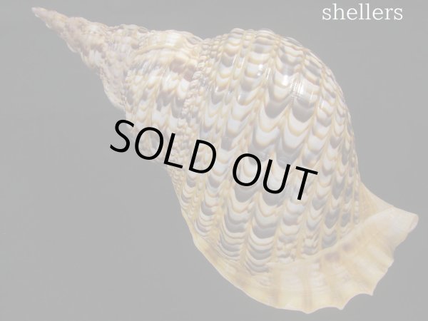 画像2: 法螺貝　37ｃｍ　約850ｇ (2)