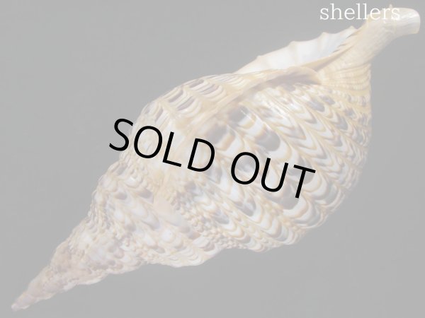 画像3: 法螺貝　37ｃｍ　約850ｇ (3)