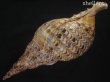 画像3: 法螺貝　36ｃｍ　約670ｇ (3)