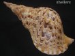 画像2: 法螺貝　33.5ｃｍ　約590ｇ (2)